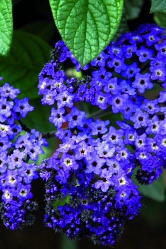 HELIOTROPE MARINO - BLUE