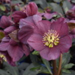 HELLEBORUS X G. - HGC NIGHTINGALE