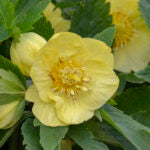 HELLEBORUS - CALIFORNIA DREAMING