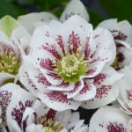 HELLEBORUS - CONFETTI CAKE