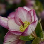 HELLEBORUS X G. - HGC ICE N' ROSES ROSADO