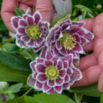 HELLEBORUS - SHOTGUN WEDDING