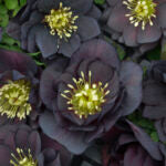 HELLEBORUS - DARK AND HANDSOME