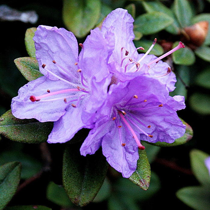 RHODODENDRON - RAMAPO