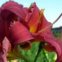 HEMEROCALLIS - PURPLE DE ORO