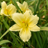 HEMEROCALLIS - BIG TIME HAPPY