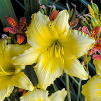 HEMEROCALLIS - BIG TIME HAPPY