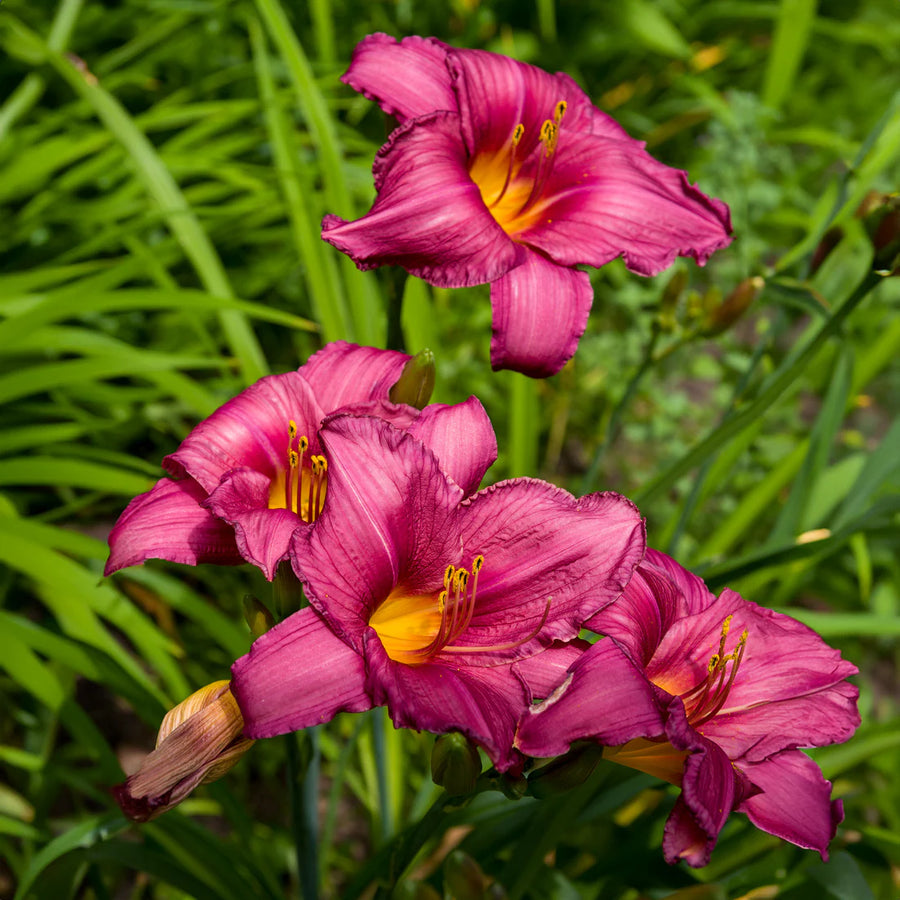 HEMEROCALLIS - PURPLE DE ORO