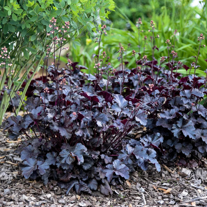 HEUCHERA PRIMO BLACK PEARL PW