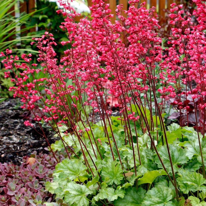 HEUCHERA CITY - PARIS