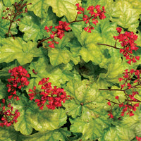 HEUCHERA CITY - TOKYO