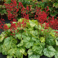 HEUCHERA CITY - TOKYO