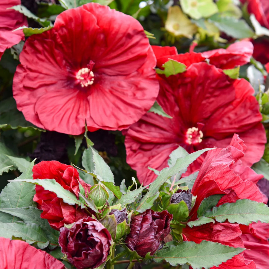 HIBISCUS MOSCHEUTOS - BLACKBERRY MERLOT