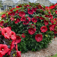 HIBISCUS MOSCHEUTOS - BLACKBERRY MERLOT