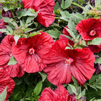 HIBISCUS MOSCHEUTOS - BLACKBERRY MERLOT