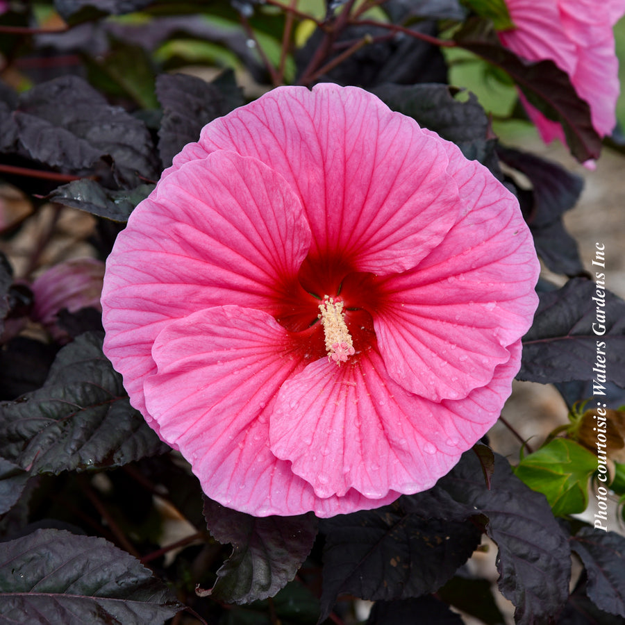 HIBISCUS SUMMERIFIC - EDGE OF NIGHT