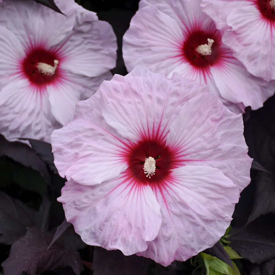 HIBISCUS MOSCHEUTOS - DARK MYSTERY