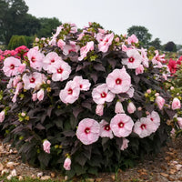 HIBISCUS MOSCHEUTOS - DARK MYSTERY