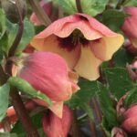 HELLEBORUS - SANDY SHORES (HONEYMOON)