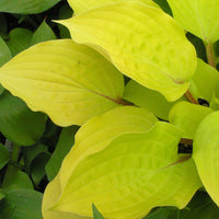 HOSTA - FIRE ISLAND
