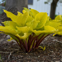 HOSTA - FIRE ISLAND