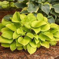 HOSTA - FIRE ISLAND