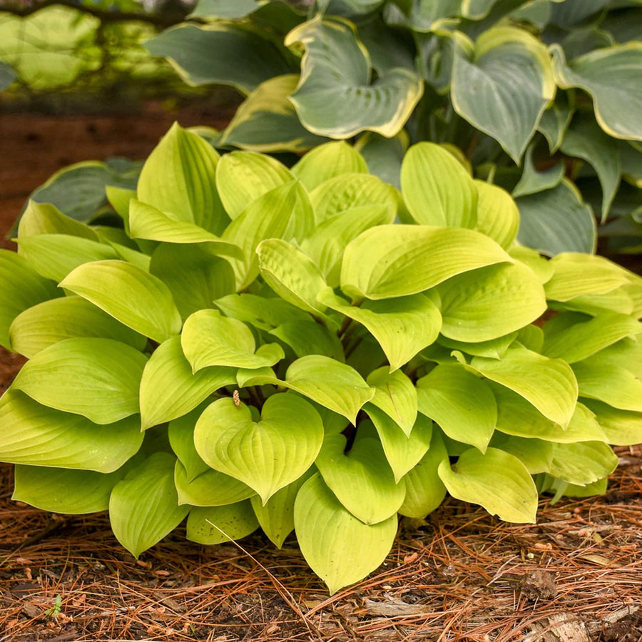 HOSTA - FIRE ISLAND