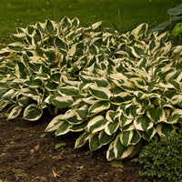 HOSTA FORTUNEI - PATRIOT