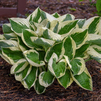 HOSTA FORTUNEI - PATRIOT