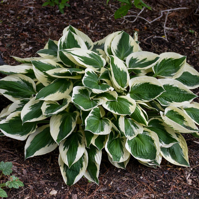 HOSTA FORTUNEI - PATRIOT