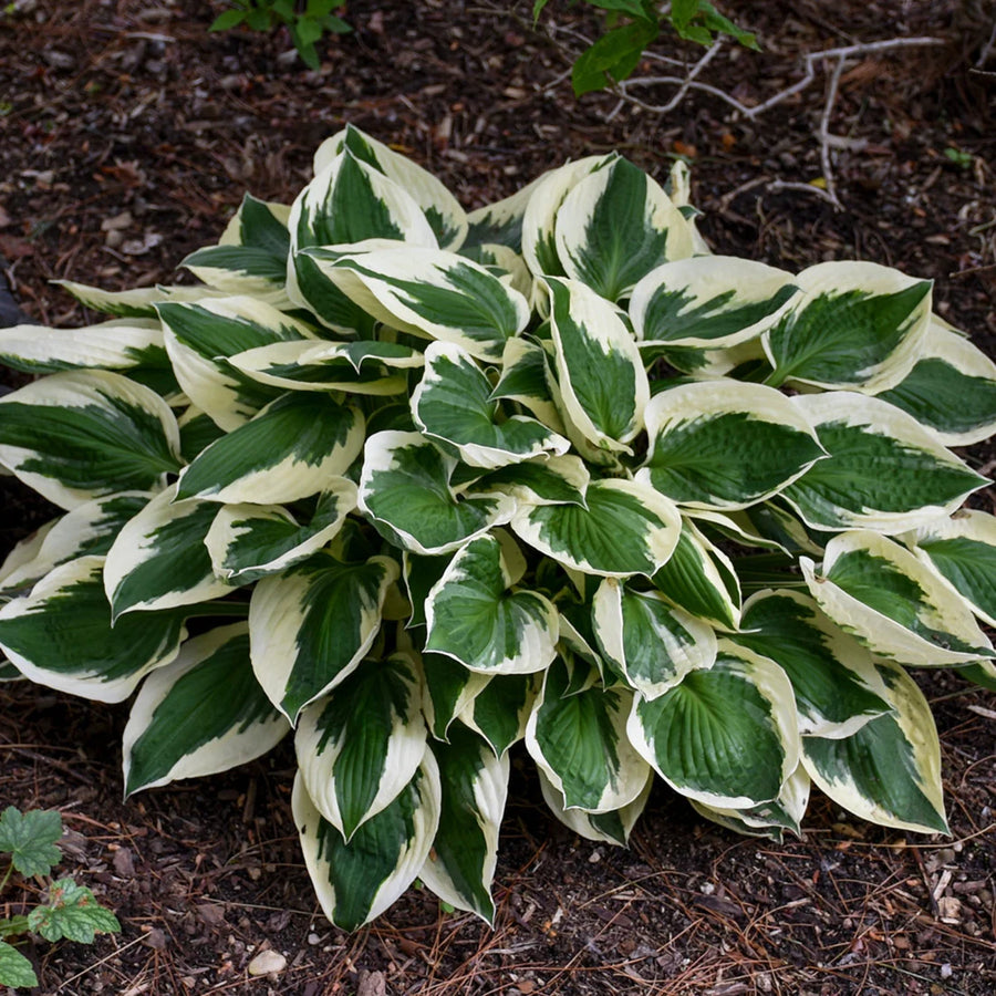 HOSTA FORTUNEI - PATRIOT