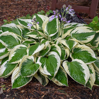 HOSTA FORTUNEI - PATRIOT