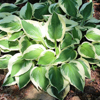 HOSTA FORTUNEI - PATRIOT