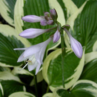 HOSTA FORTUNEI - PATRIOT