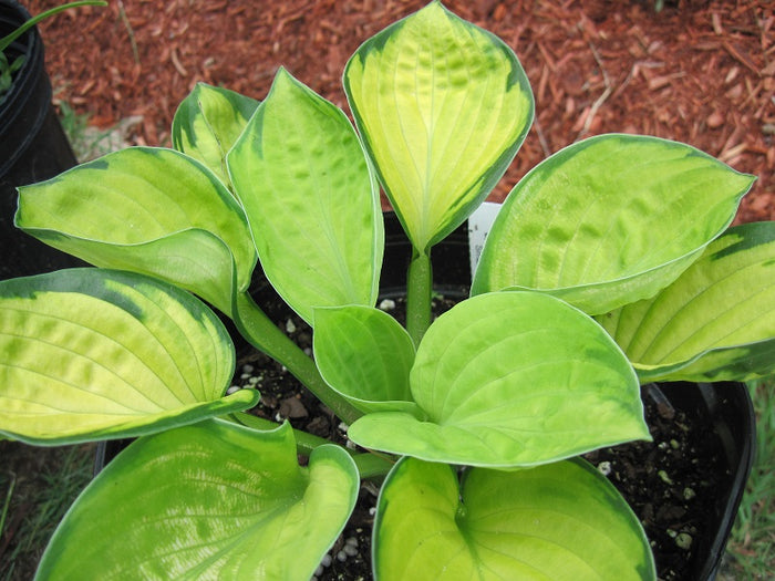 HOSTA - RAINFOREST SUNRISE