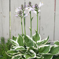 HOSTA - MINUTEMAN