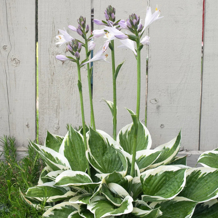 HOSTA - MINUTEMAN