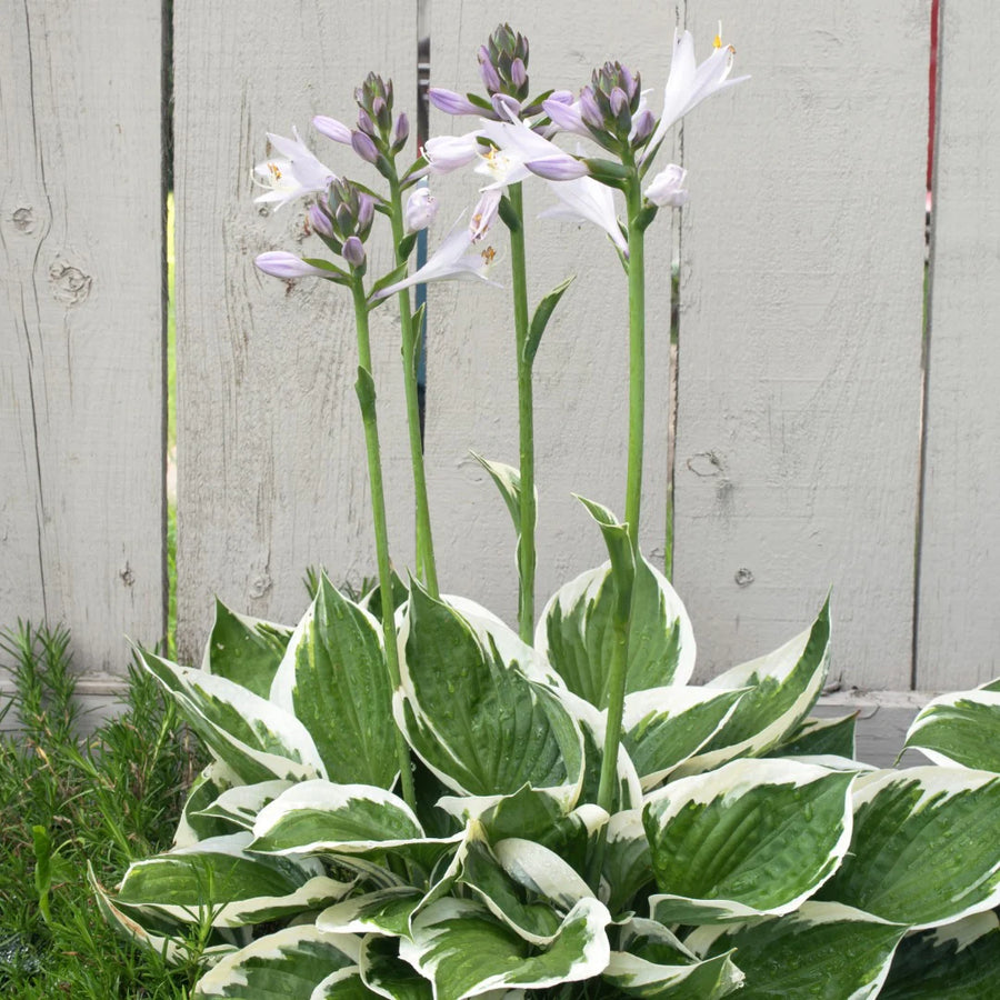 HOSTA - MINUTEMAN