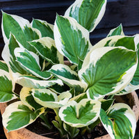 HOSTA - MINUTEMAN