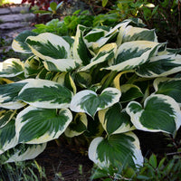 HOSTA - MINUTEMAN