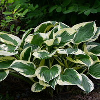 HOSTA - MINUTEMAN