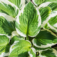 HOSTA - MINUTEMAN