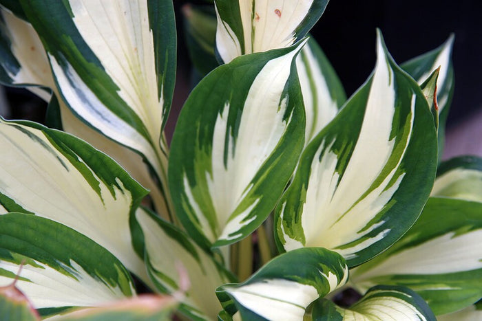 HOSTA - FIRE AND ICE