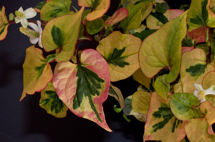 HOUTTUYNIA CORDATA - CHAMELEON