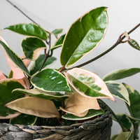 HOYA - KRIMSON QUEEN