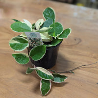 HOYA - KRIMSON QUEEN