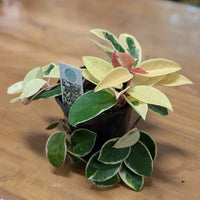 HOYA - KRIMSON QUEEN