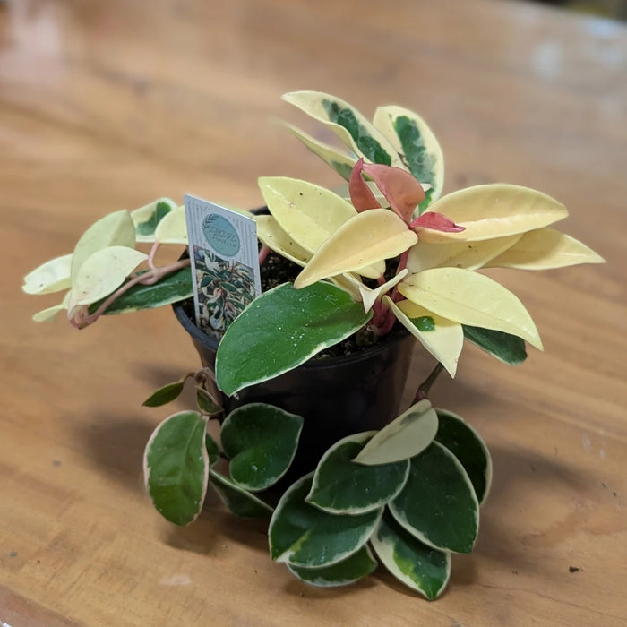 HOYA - KRIMSON QUEEN