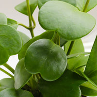 HOYA KERRII