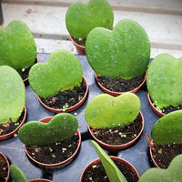 HOYA KERRII